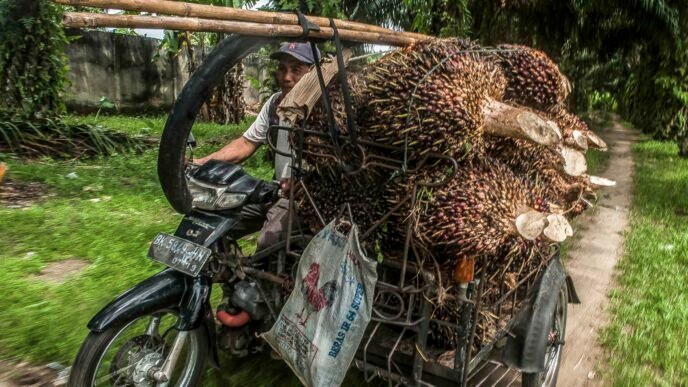 Indonesian palm oil exports set to fall with biofuel mandate