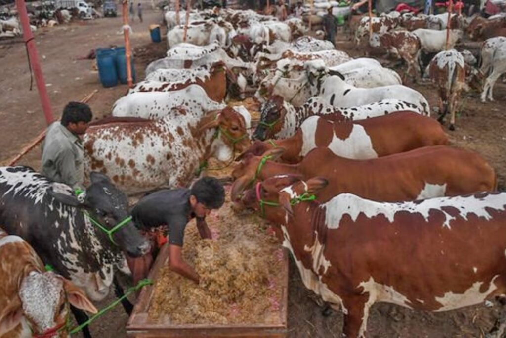 Influx of sacrificial animals gains momentum in Cattle Market
