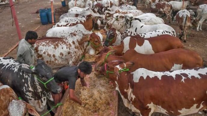 Influx of sacrificial animals gains momentum in Cattle Market