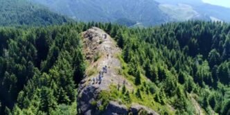 Japan's Sojitz plans forestry fund for carbon credits with US partner