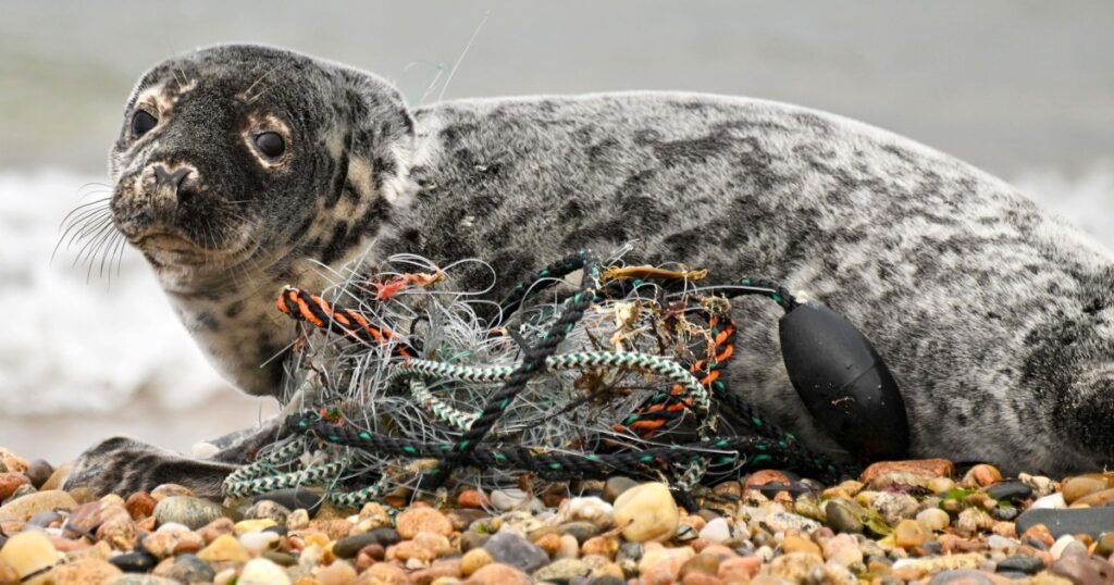 Meet the New England team working to rescue the seals 