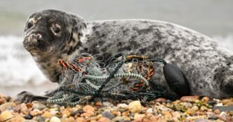 Meet the New England team working to rescue the seals 