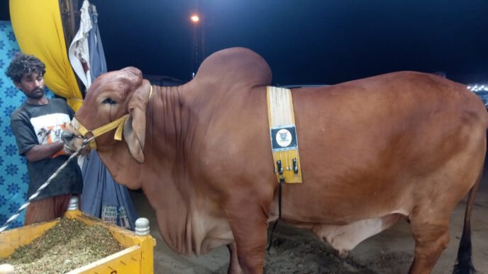 More than 100, 000 arrive in Asia largest Cattle Market