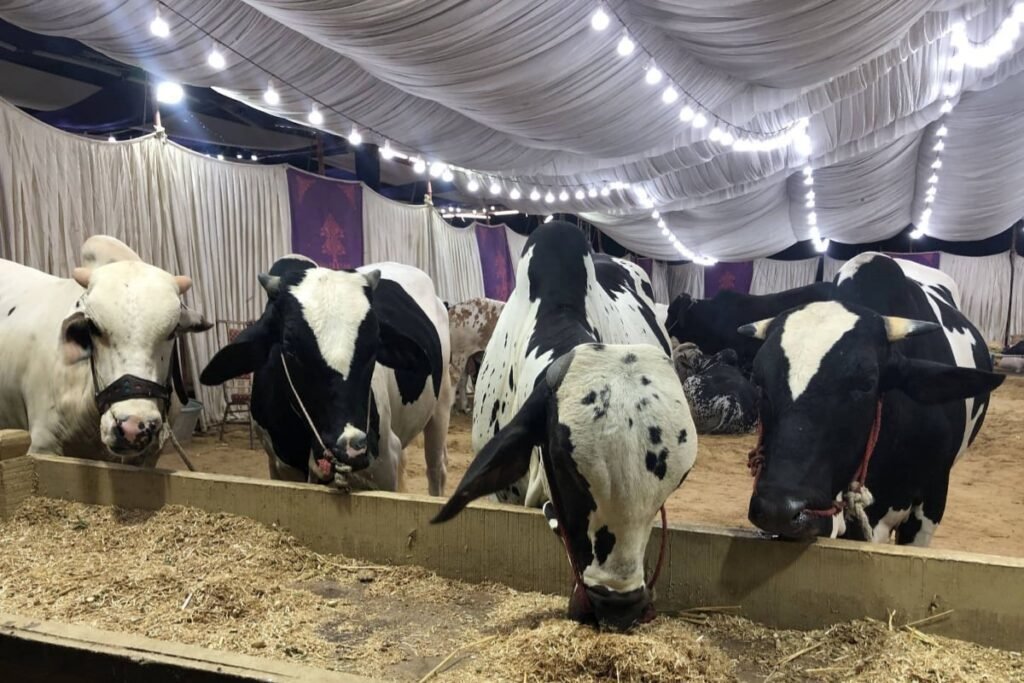 More than 90,000 animals arrive at Northern Bypass Cattle Market