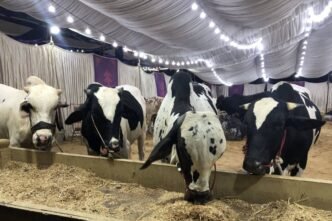 More than 90,000 animals arrive at Northern Bypass Cattle Market