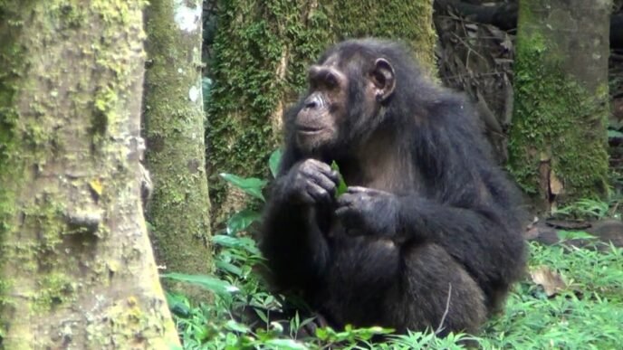 New study finds chimps use medicinal plants to treat their wounds