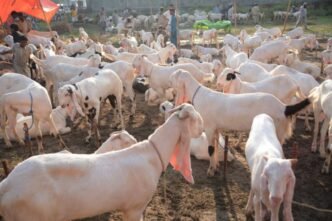 Northern Bypass Cattle Market becomes top choice for Karachiites