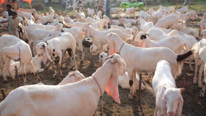 Northern Bypass Cattle Market becomes top choice for Karachiites