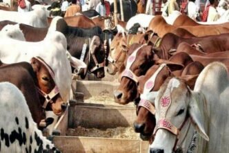 Northern Bypass Cattle Market sees surge in visitors