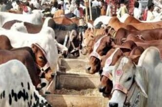 Over 55,000 animals arrive at Cattle Market as Eid approaches