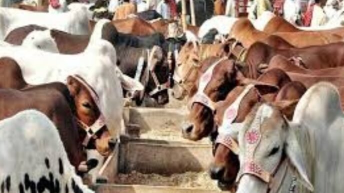 Over 55,000 animals arrive at Cattle Market as Eid approaches