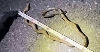 Reptile causes major delays in Japan