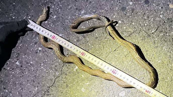 Reptile causes major delays in Japan