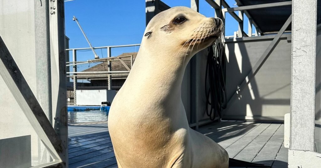 Ronan the sea lion can keep a beat better than humans