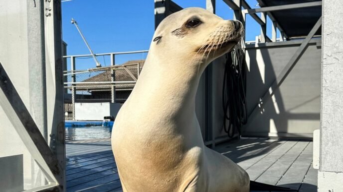 Ronan the sea lion can keep a beat better than humans