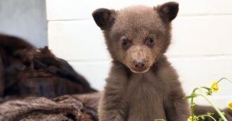 San Diego Humane Society employees dress up in bear costumes to care for cub