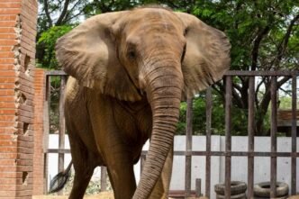 Sri Lankan veterinary team arrive in Karachi to asses elephants