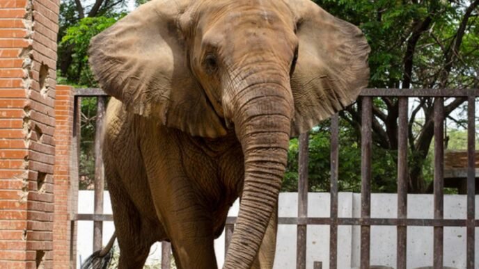 Sri Lankan veterinary team arrive in Karachi to asses elephants