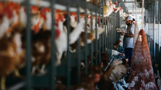 Top chicken exporter faces trade ban after bird flu found in poultry