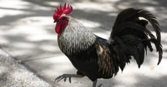 Wild chickens take over Miami while some embrace roosters as a cultural symbol