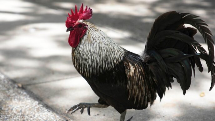 Wild chickens take over Miami while some embrace roosters as a cultural symbol