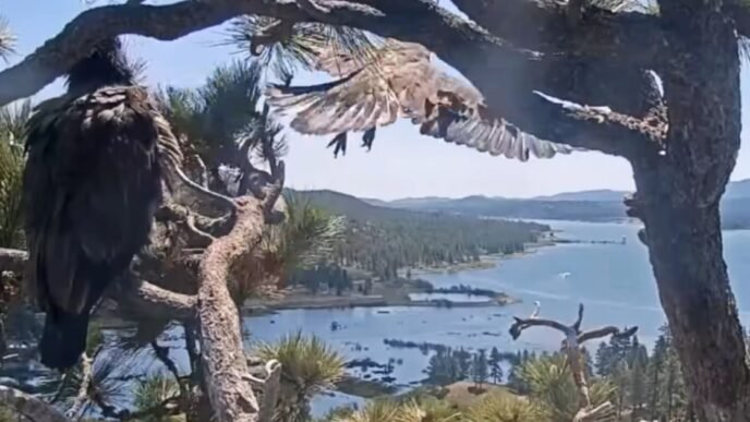 Big Bear eaglet Sunny flies from the nest for the first time