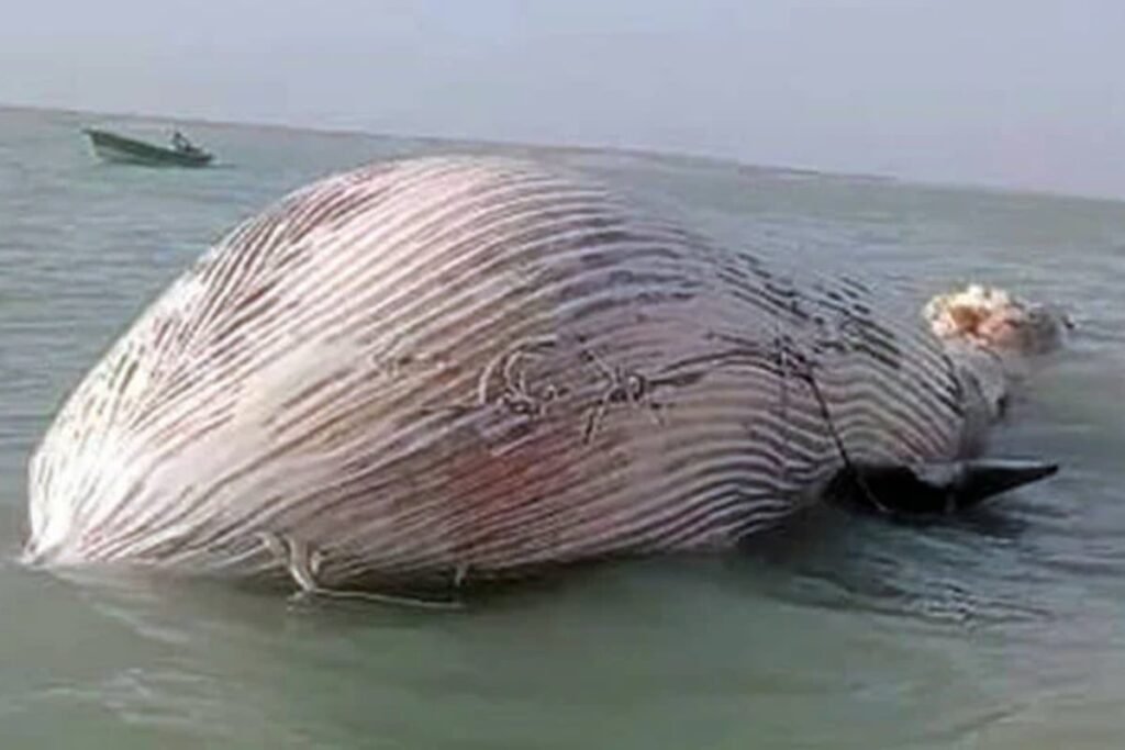Blue whale found dead in Balochistan’s Gwater Bay