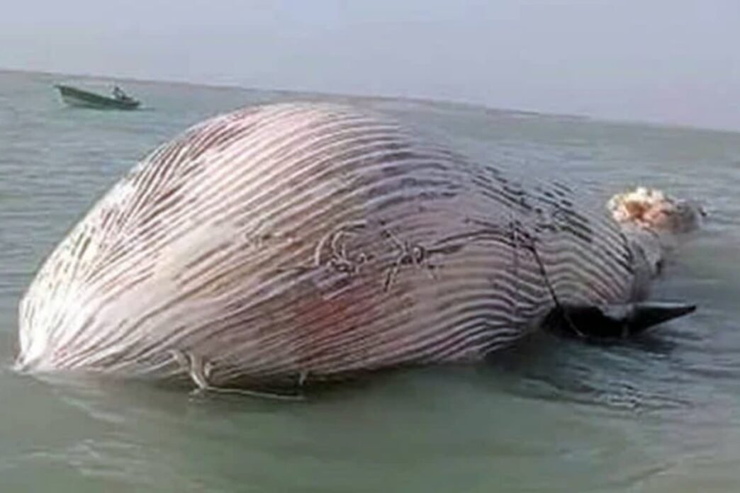 Blue whale found dead in Balochistan’s Gwater Bay
