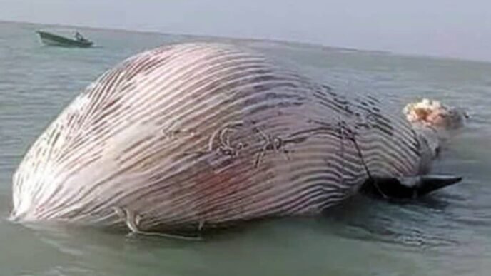Blue whale found dead in Balochistan’s Gwater Bay