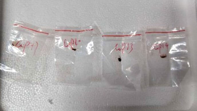 Chinese couple charged with smuggling a biological pathogen into the U.S.