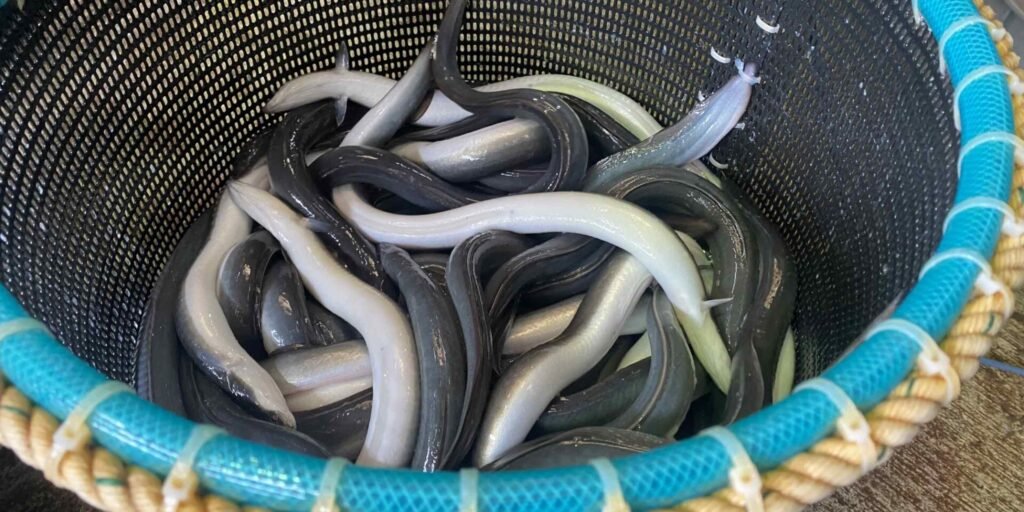 EU weighs adding eels to protected species list over Tokyo's objection