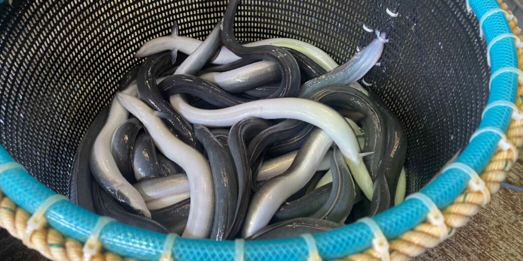 EU weighs adding eels to protected species list over Tokyo's objection