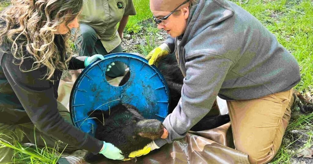 Michigan bear finally free of lid that was stuck on its neck for years
