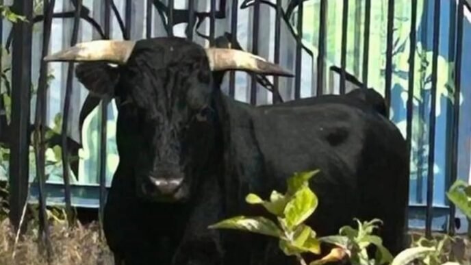 Panic at ASH as bull breaks into Emergency Ward