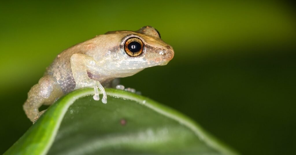 Puerto Rican coquí frogs are loud. Islanders want to keep it that way.