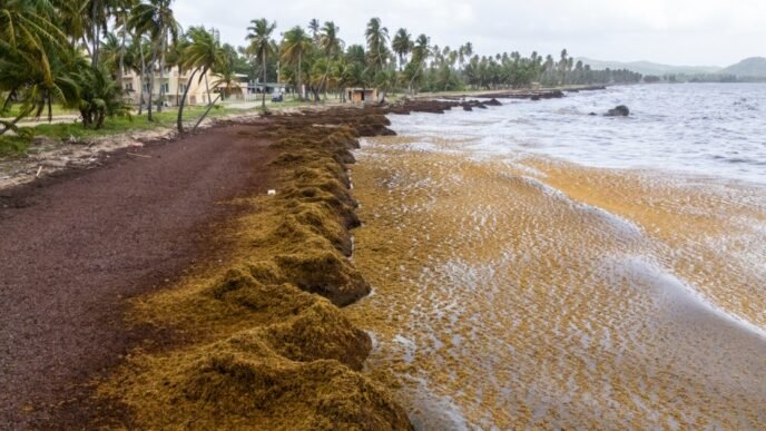 Scientists say a record amount of seaweed hit the Caribbean and nearby areas in May